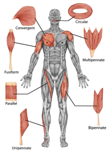 Detailed anatomical diagram of muscle fiber types, explaining fusiform vs. bipennate muscle structures and their impact on the muscle pump effect